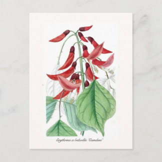 Erythrina x bidwillii 'Camdeni' Postcard
