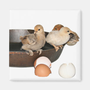 escaped breakfast magnet
