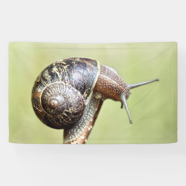 Escargots - The Rich Delight Banner (Horizontal)