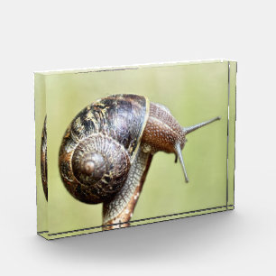 Escargots - The Rich Delight Photo Block