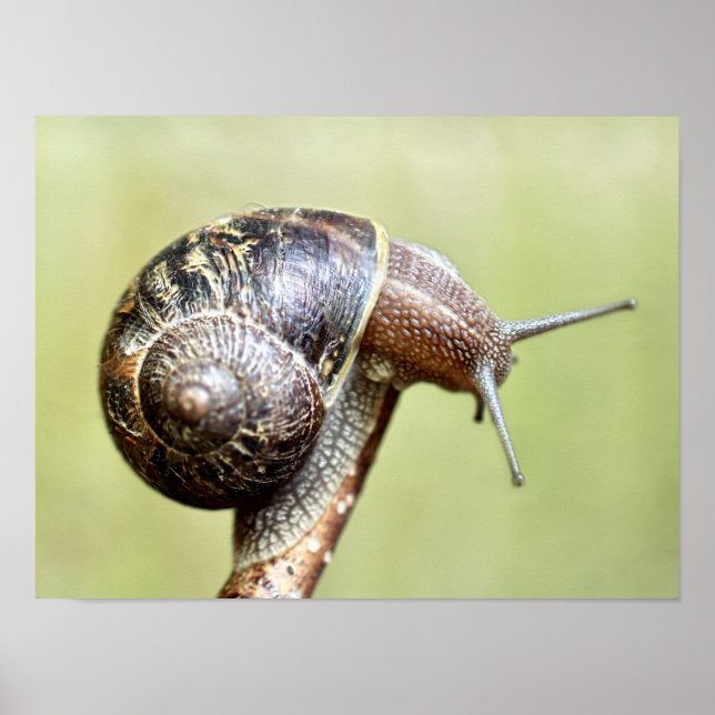 Escargots - The Rich Delight Poster (Front)