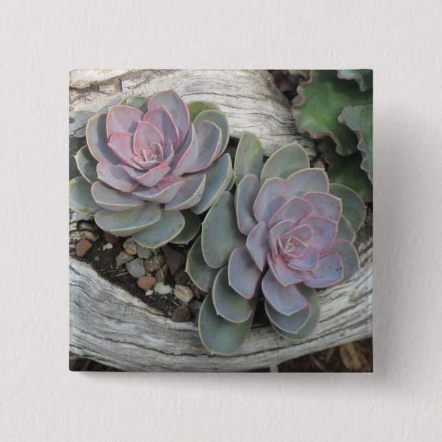 Escheveria Button (Front)