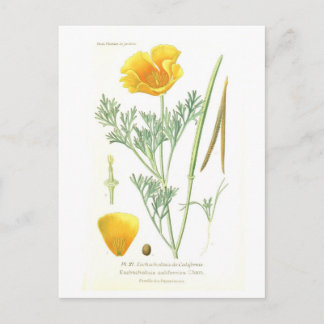 Eschscholtzia californica postcard