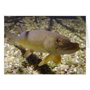 Esox lucius
