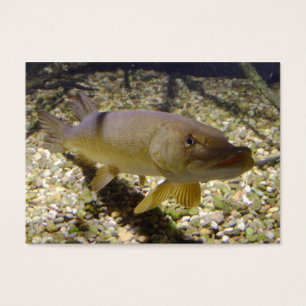 Esox lucius