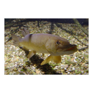 Esox lucius poster
