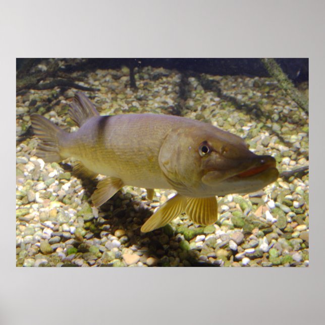 Esox lucius poster (Front)