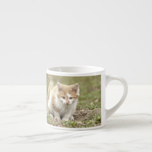 espresso cup Photo cat pet. espresso cup (Right)