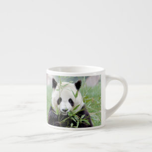 espresso cup Photo giant panda.