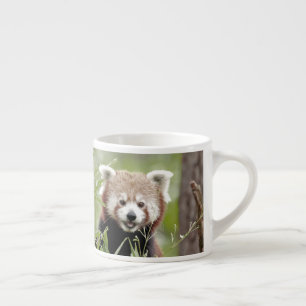 espresso cup Photo red panda.