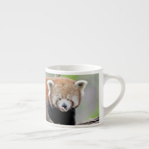 espresso cup Photo red panda.