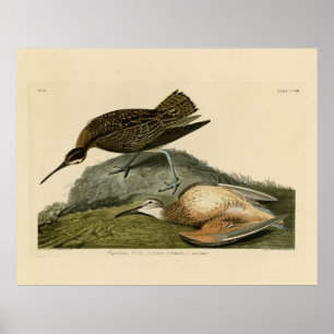 Esquimaux Curlew from Audubon's Birds of America Poster