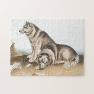 Esquimaux Dog (Canis familiaris) Illustration Jigsaw Puzzle