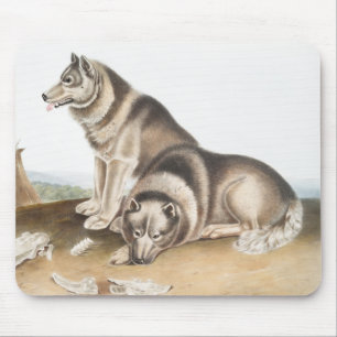 Esquimaux Dog (Canis familiaris) Illustration Mouse Mat