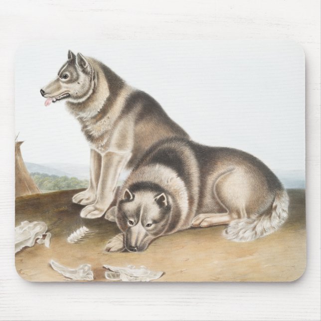 Esquimaux Dog (Canis familiaris) Illustration Mouse Mat (Front)