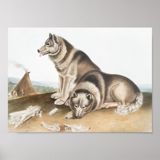 Esquimaux Dog (Canis familiaris) Illustration Poster (Front)