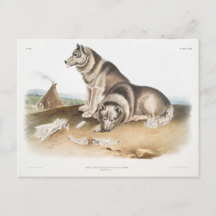 Esquimaux Dog (Canis familiaris)  of North America Postcard