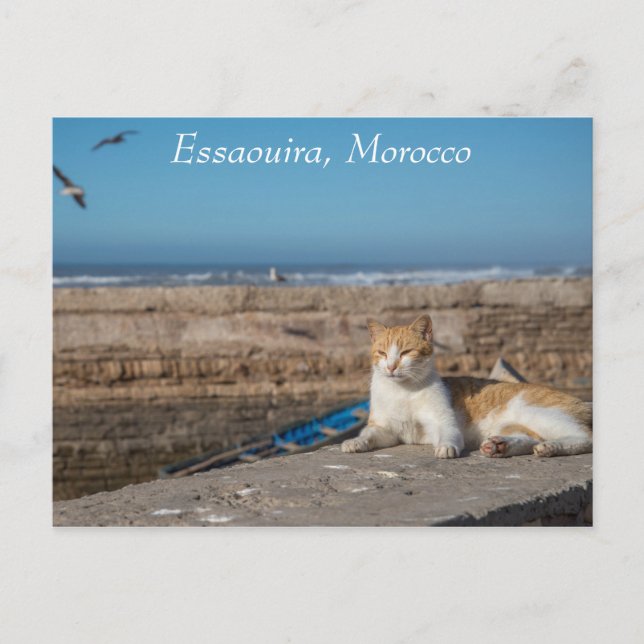 Essaouira, Morocco | Cat by the Sea Postcard (Front)