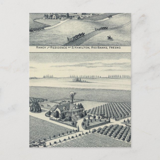 Estella Blanca Vineyard, California Postcard (Front)