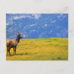 Estes Park Colorado Postcard