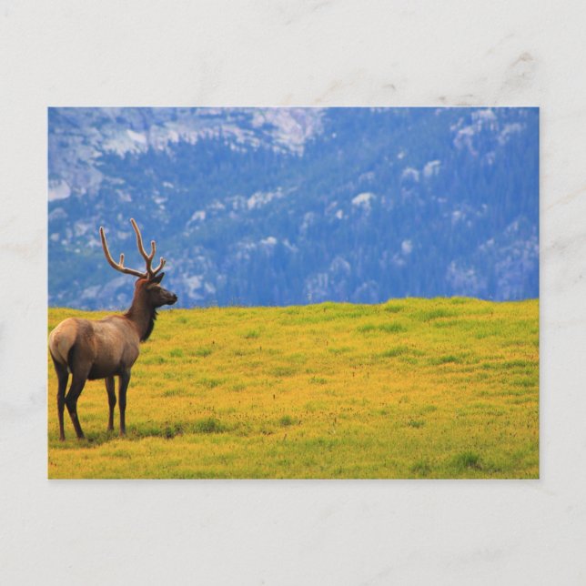 Estes Park Colorado Postcard (Front)