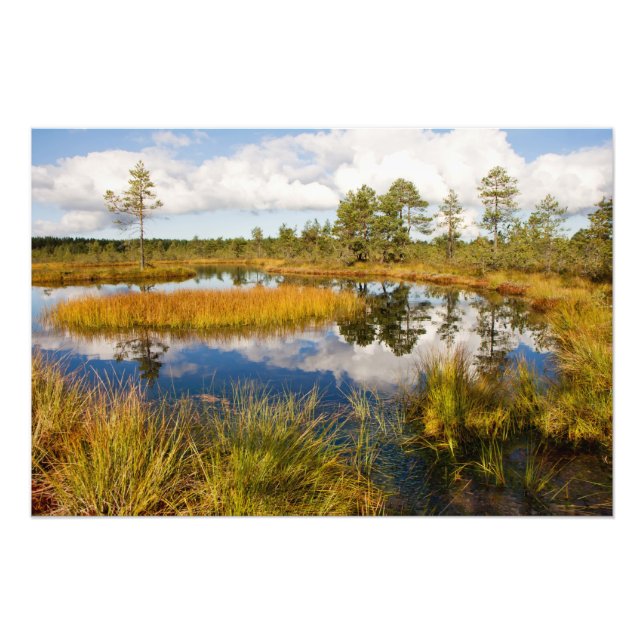 Estonia Nature Viru Bog Photo Print (Front)