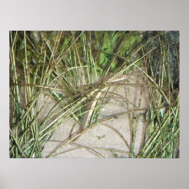 Estuarium Poster #2 (Front)