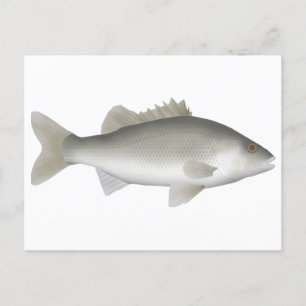 Estuary Perch Postcard