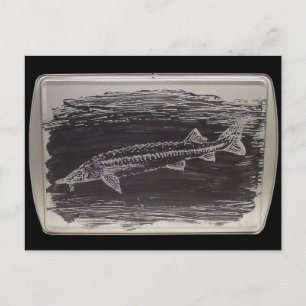 Etching - Sterlet Sturgeon Postcard