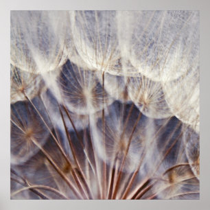 Ethereal Dandalion Macro Abstract Poster