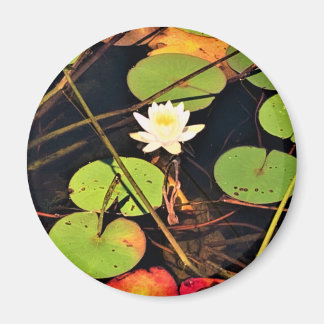 "Ethereal Lily Pad Pond with Central White Blossom Magnet
