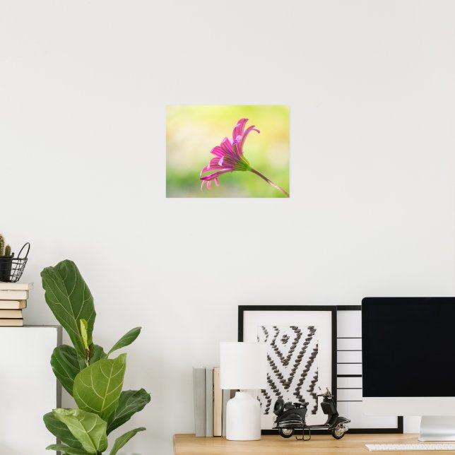 Ethereal Pink African Daisy  Poster (Home Office)