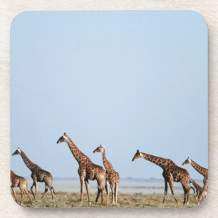 Etosha National Park, Namibia 2 Coaster