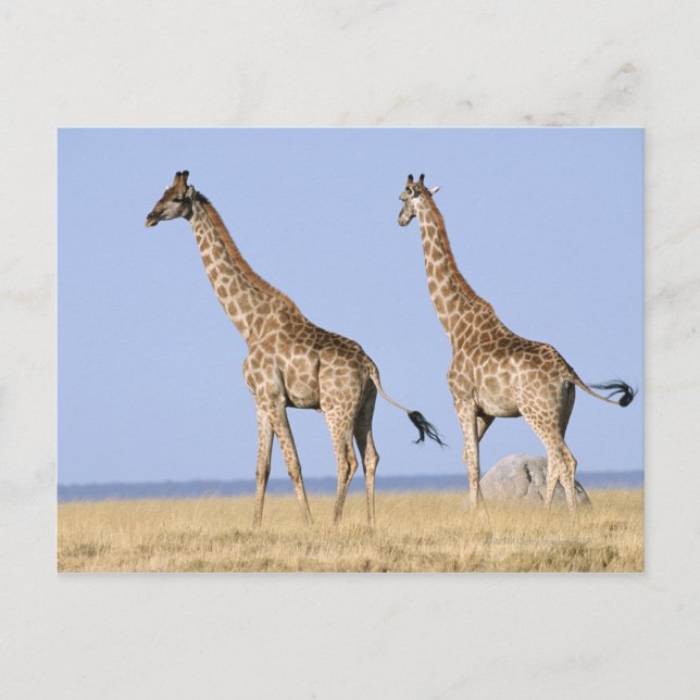 Etosha National Park, Namibia 3 Postcard (Front)