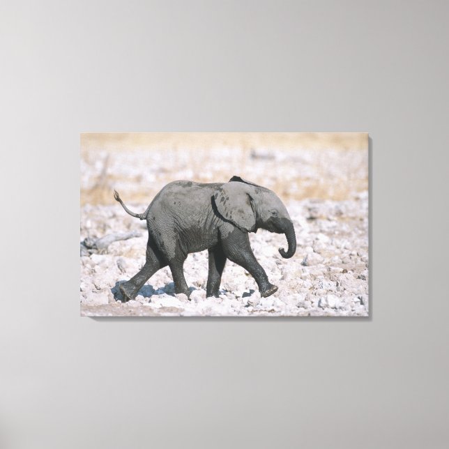 Etosha National Park, Namibia Canvas Print (Front)