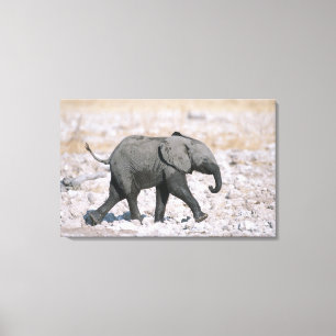 Etosha National Park, Namibia Canvas Print