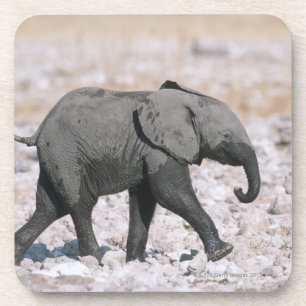 Etosha National Park, Namibia Coaster