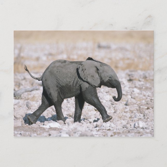 Etosha National Park, Namibia Postcard (Front)