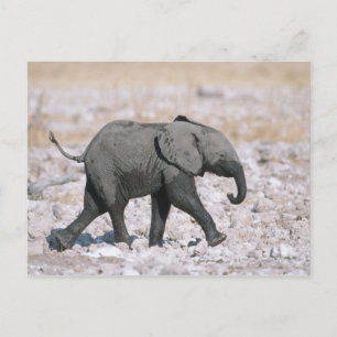 Etosha National Park, Namibia Postcard