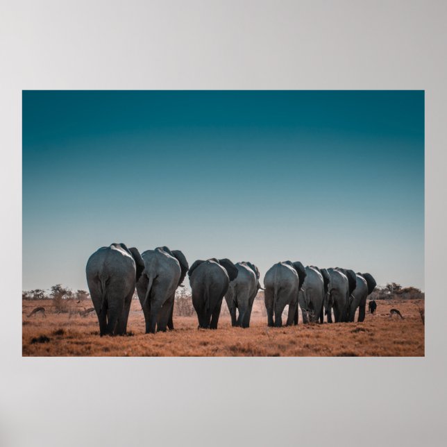 ETOSHA NATIONAL PARK POSTER (Front)