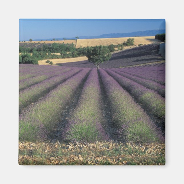 EU, France, Provence, Lavender fields 2 Magnet (Front)