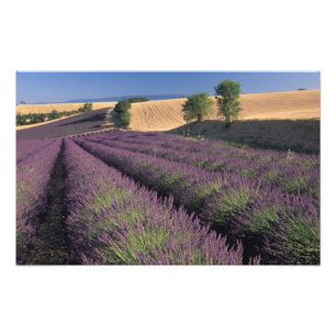 EU, France, Provence, Lavender fields 2 Photo Print