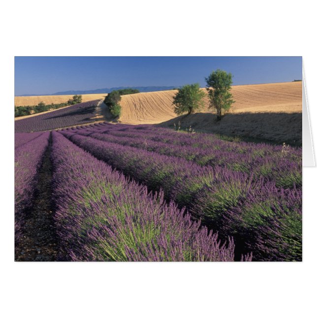 EU, France, Provence, Lavender fields 3 (Front Horizontal)