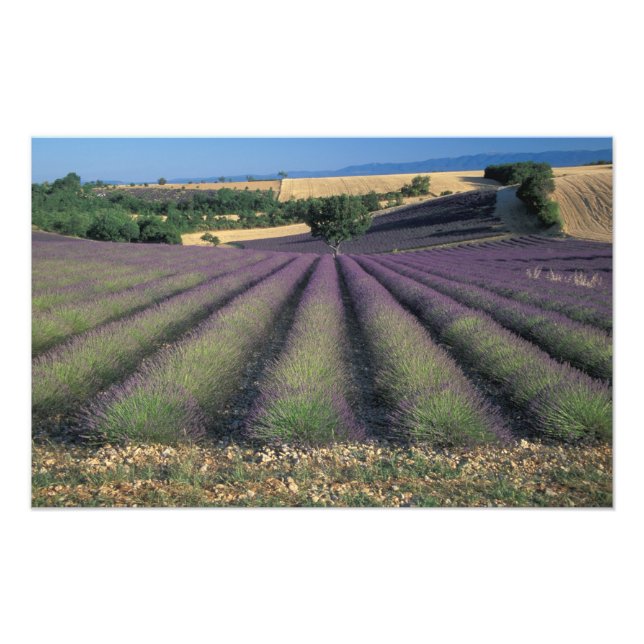 EU, France, Provence, Lavender fields Photo Print (Front)