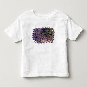 EU, France, Provence, Lavender fields Toddler T-Shirt