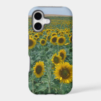 EU, France, Provence, Sunflower field
