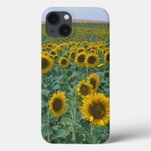 EU, France, Provence, Sunflower field iPhone 13 Case