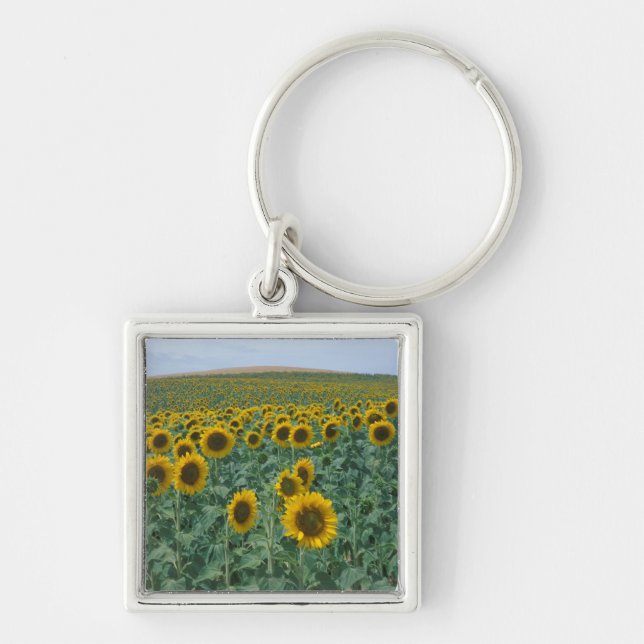 EU, France, Provence, Sunflower field Key Ring (Front)