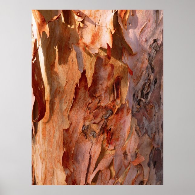 Eucalyptus Bark Poster (Front)