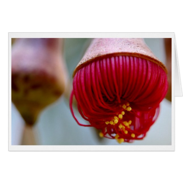 Eucalyptus caesia gift card - 02 (Front Horizontal)